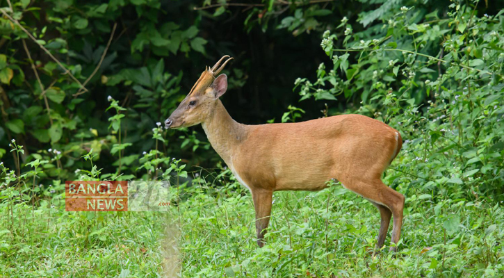 দুই সপ্তাহে দুটি হরিণ শিকার, পদক্ষেপ নেয়নি বন বিভাগ